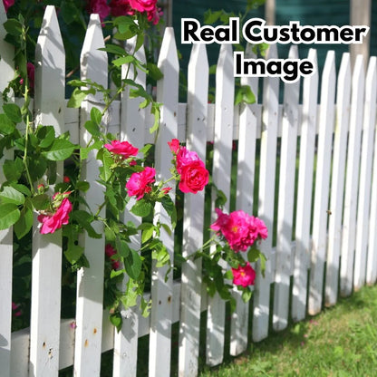 🌹 Elegant Climbing Rose Flower Seeds – Let Nature’s Art Bloom in Your Home 🌿 🔥BUY 1 GET 1 FREE🔥