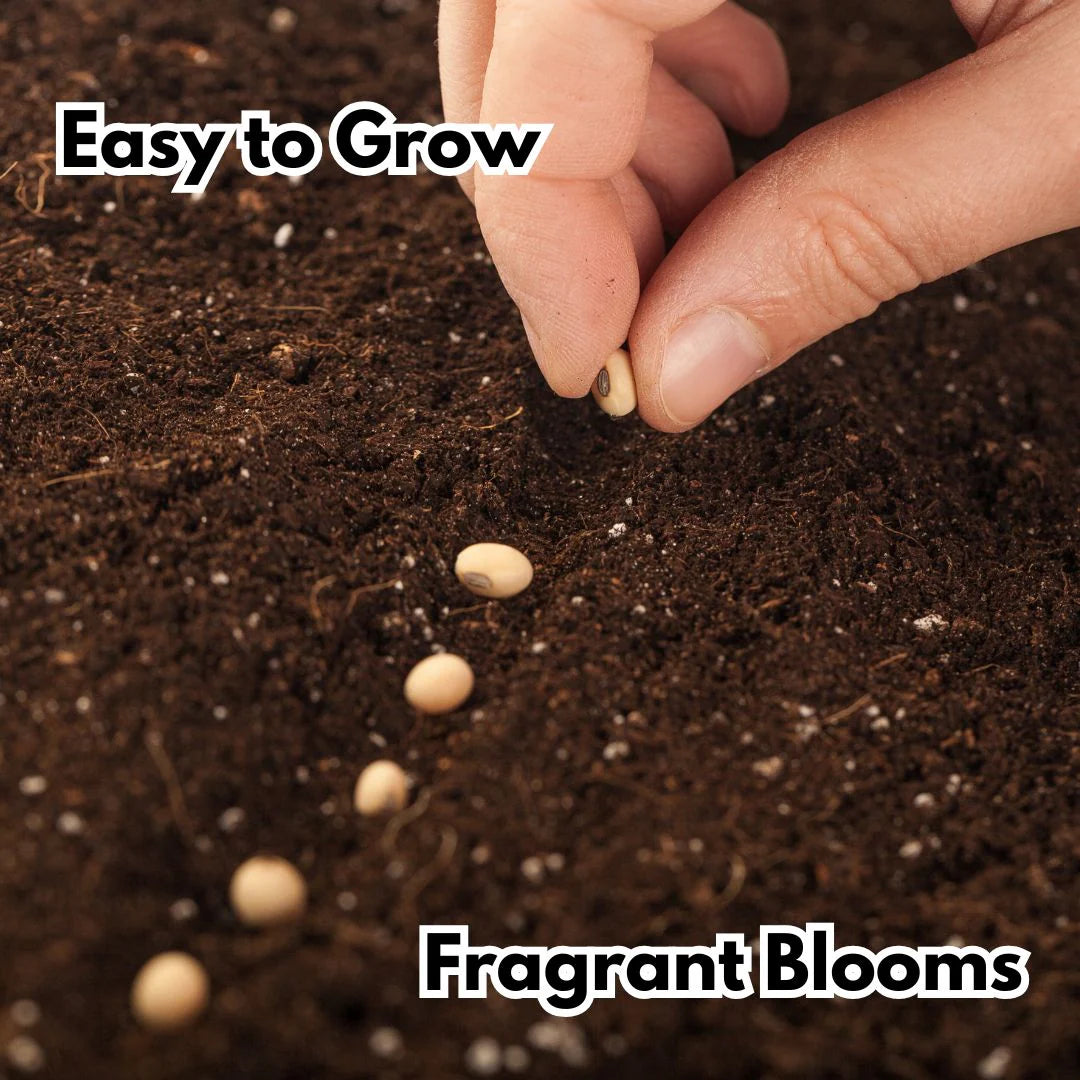 🌹 Elegant Climbing Rose Flower Seeds – Let Nature’s Art Bloom in Your Home 🌿 🔥BUY 1 GET 1 FREE🔥