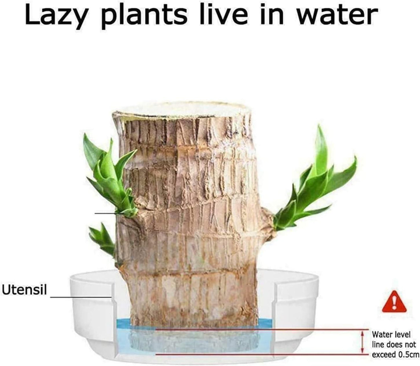 🔥BUY 1 GET 1 FREE🔥 LUCKY BRAZIL WOOD POTTED PLANT