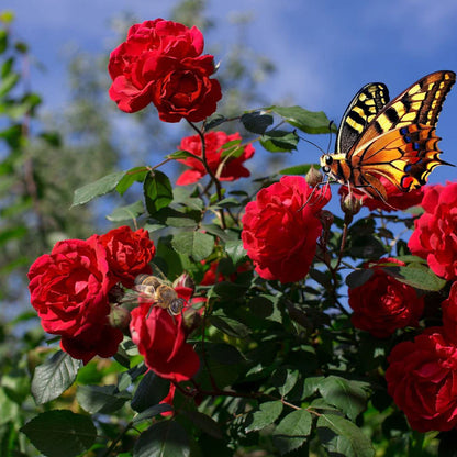 🌹 Elegant Climbing Rose Flower Seeds – Let Nature’s Art Bloom in Your Home 🌿 🔥BUY 1 GET 1 FREE🔥