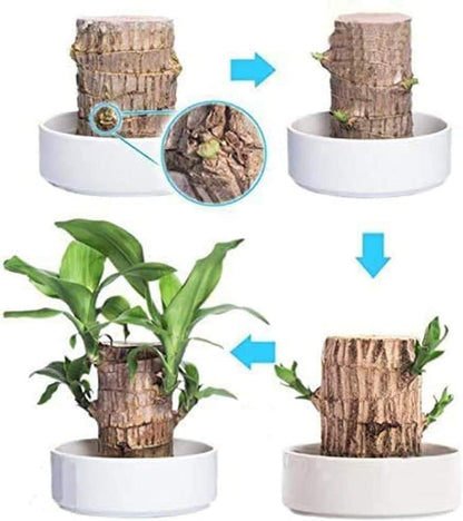 🔥BUY 1 GET 1 FREE🔥 LUCKY BRAZIL WOOD POTTED PLANT