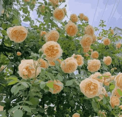 🌹 Elegant Climbing Rose Flower Seeds – Let Nature’s Art Bloom in Your Home 🌿 🔥BUY 1 GET 1 FREE🔥