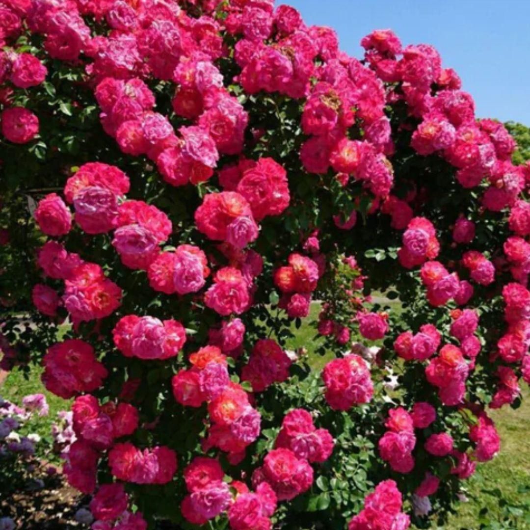 🌹 Elegant Climbing Rose Flower Seeds – Let Nature’s Art Bloom in Your Home 🌿 🔥BUY 1 GET 1 FREE🔥