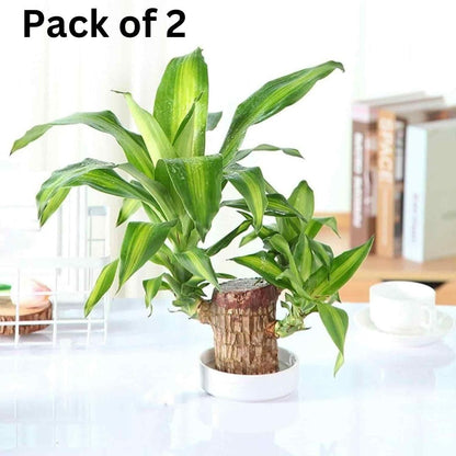 🔥BUY 1 GET 1 FREE🔥 LUCKY BRAZIL WOOD POTTED PLANT