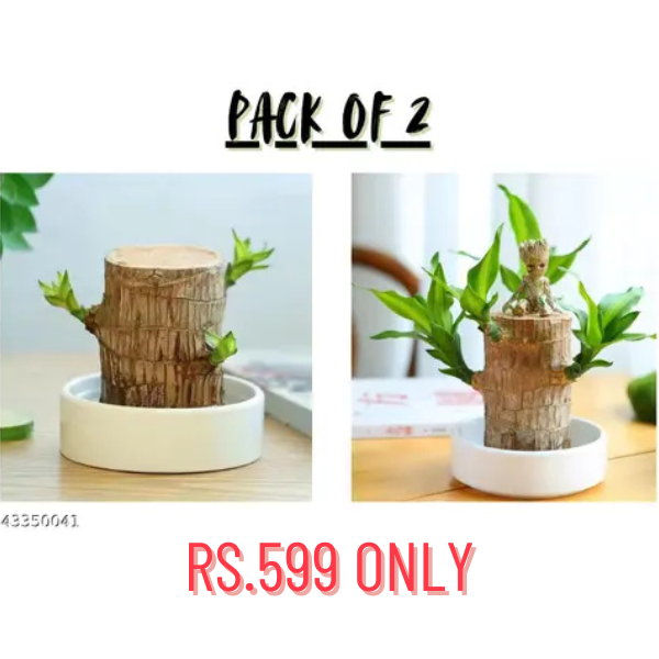 🔥BUY 1 GET 1 FREE🔥 LUCKY BRAZIL WOOD POTTED PLANT
