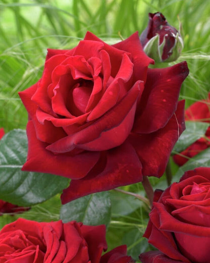 🌹 Elegant Climbing Rose Flower Seeds – Let Nature’s Art Bloom in Your Home 🌿 🔥BUY 1 GET 1 FREE🔥